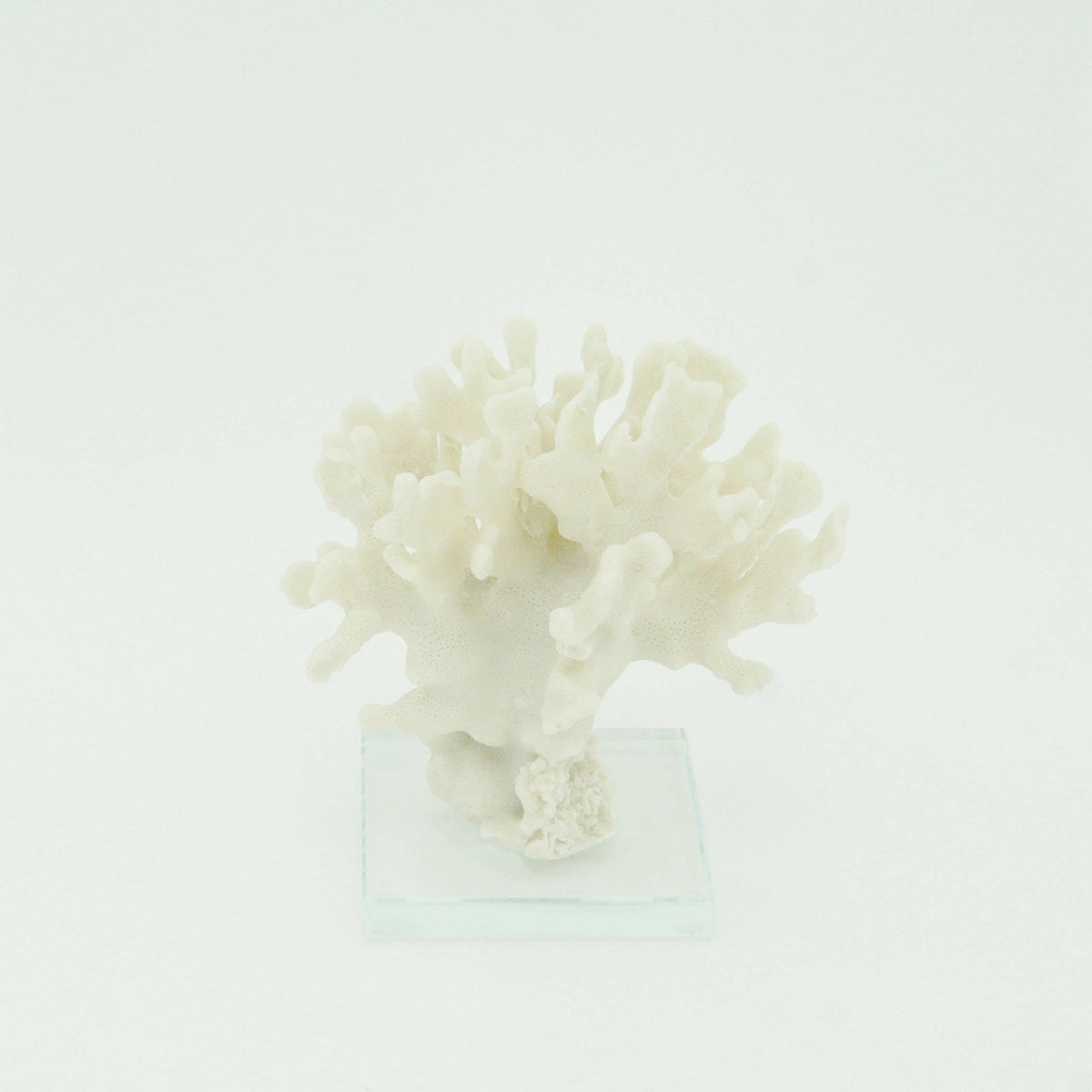 Ridge Coral