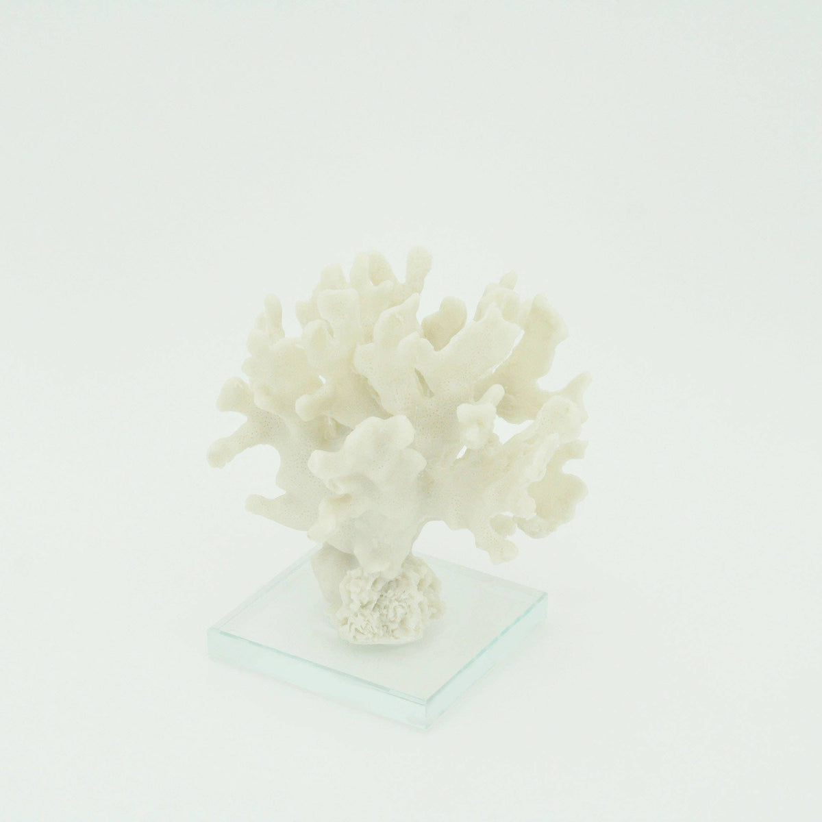 Ridge Coral